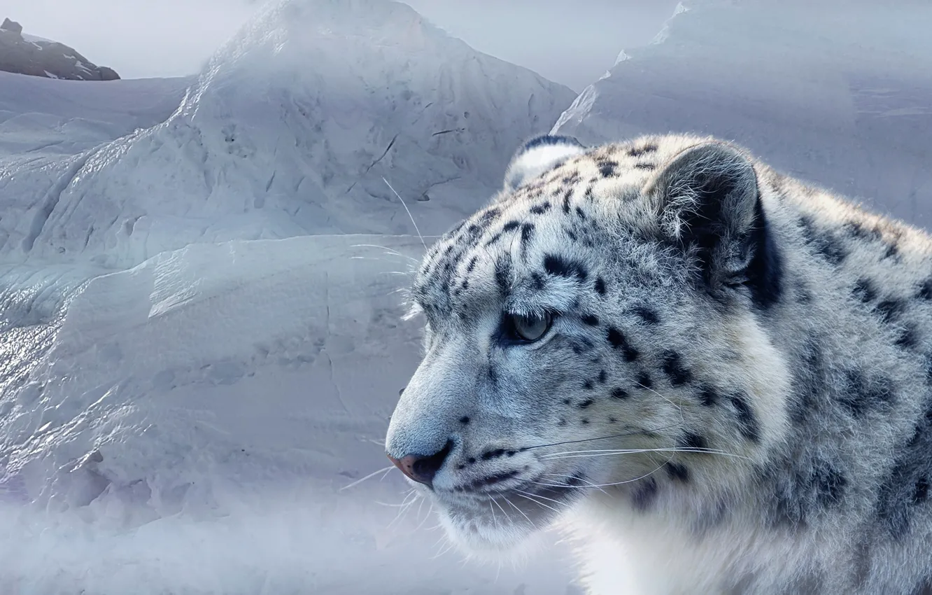 Photo wallpaper face, snow, ice, predator, IRBIS, snow leopard