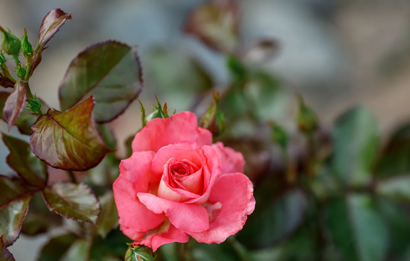 Photo wallpaper roses, pink, beautiful, the bushes, @hdesert