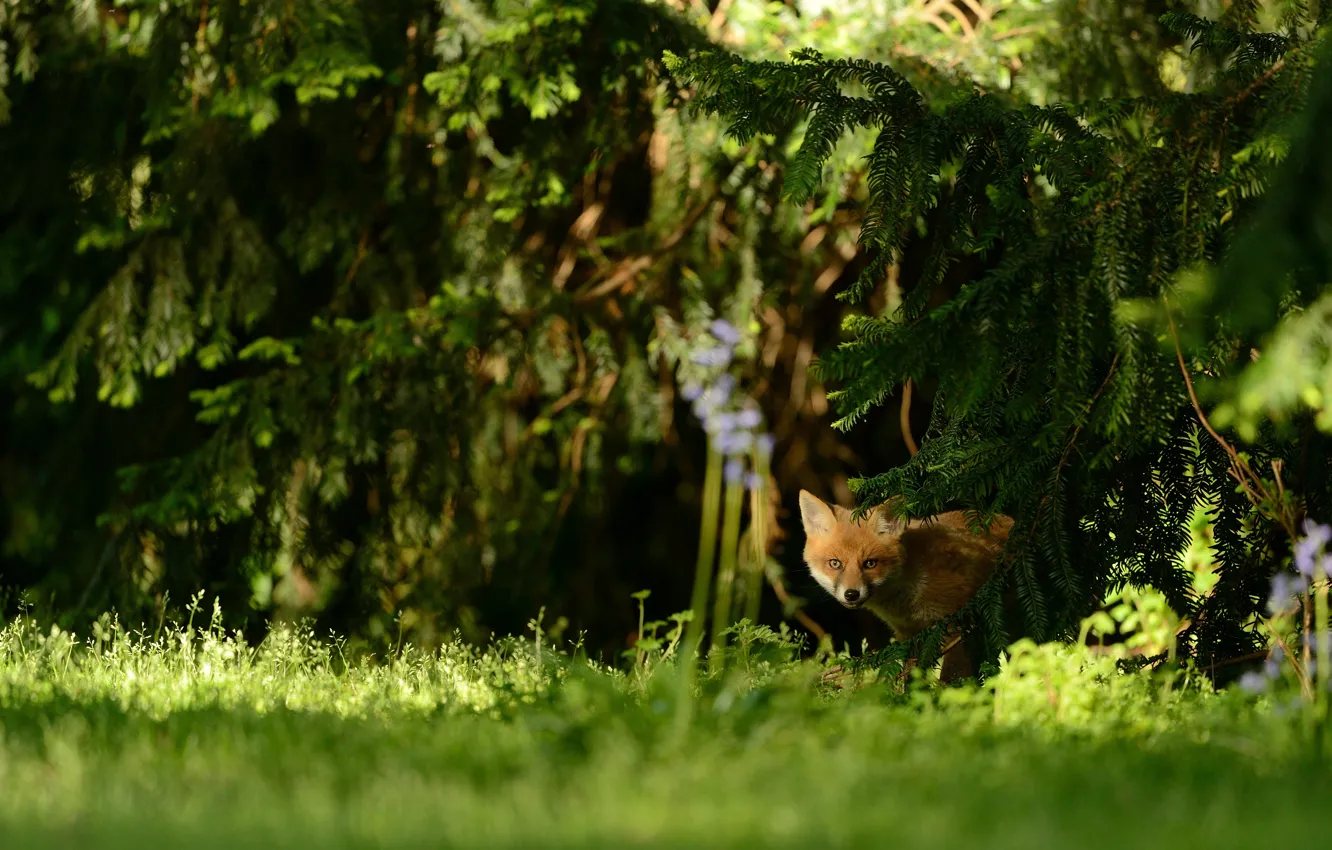 Wallpaper forest, grass, look, light, trees, branches, nature, pose for ...