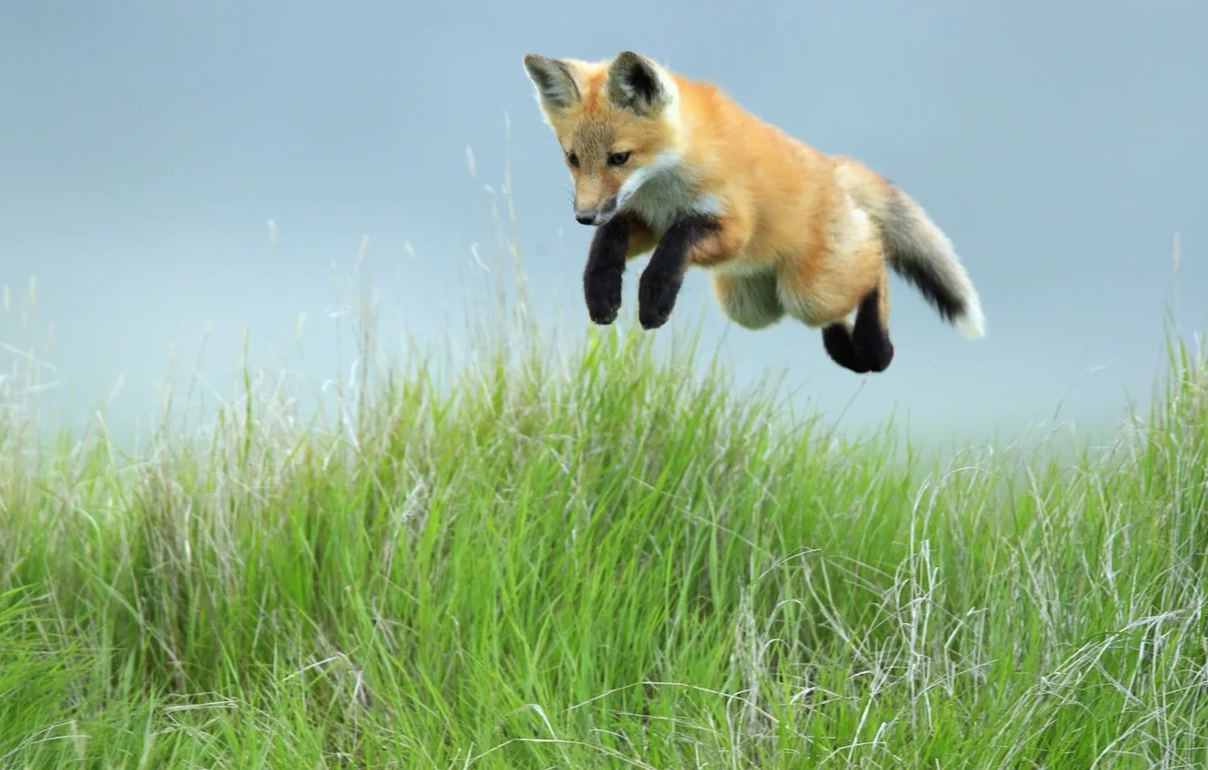 Photo wallpaper grass, jump, Fox