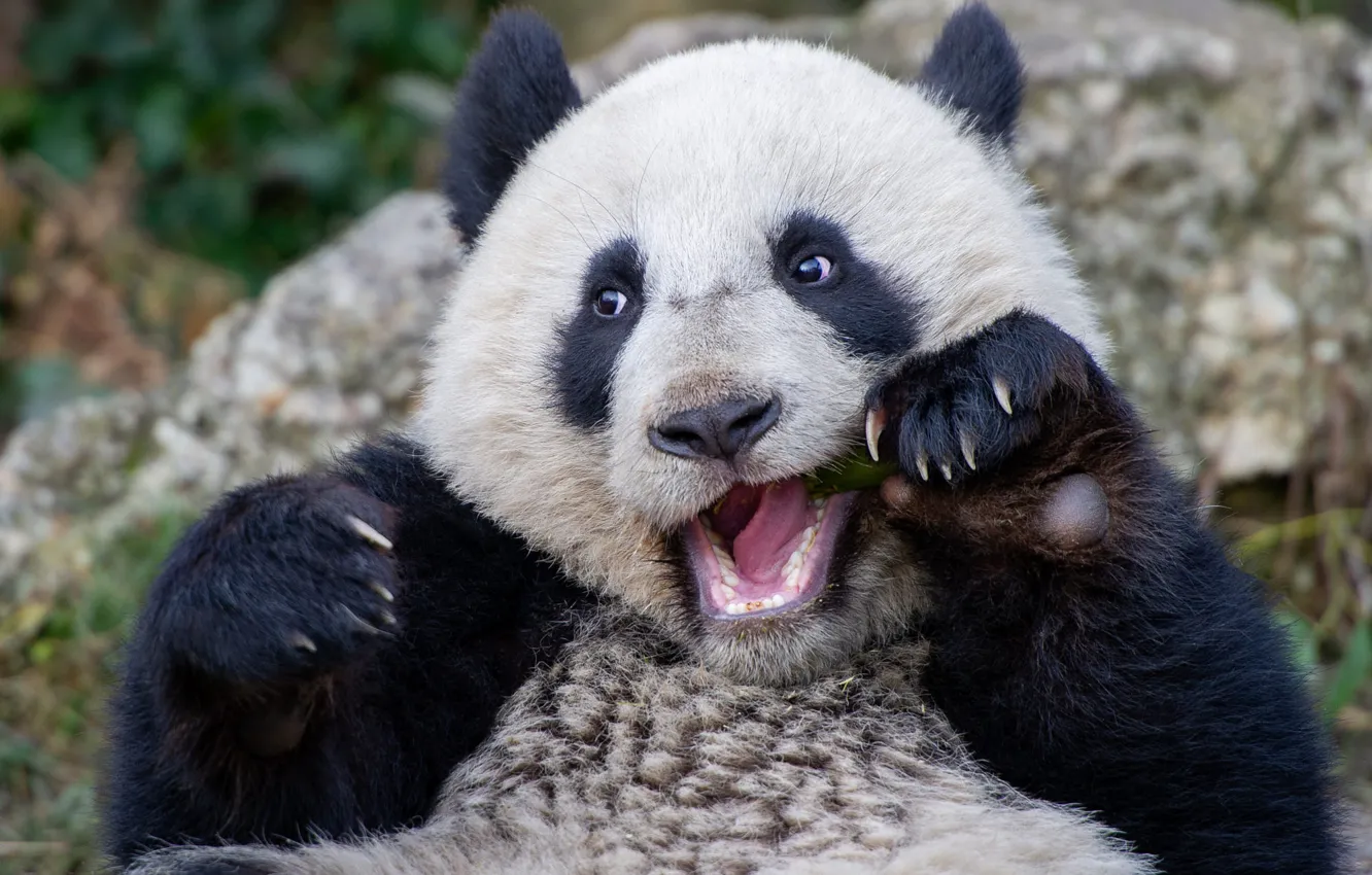 Photo wallpaper language, look, portrait, bear, mouth, Panda, claws, bear