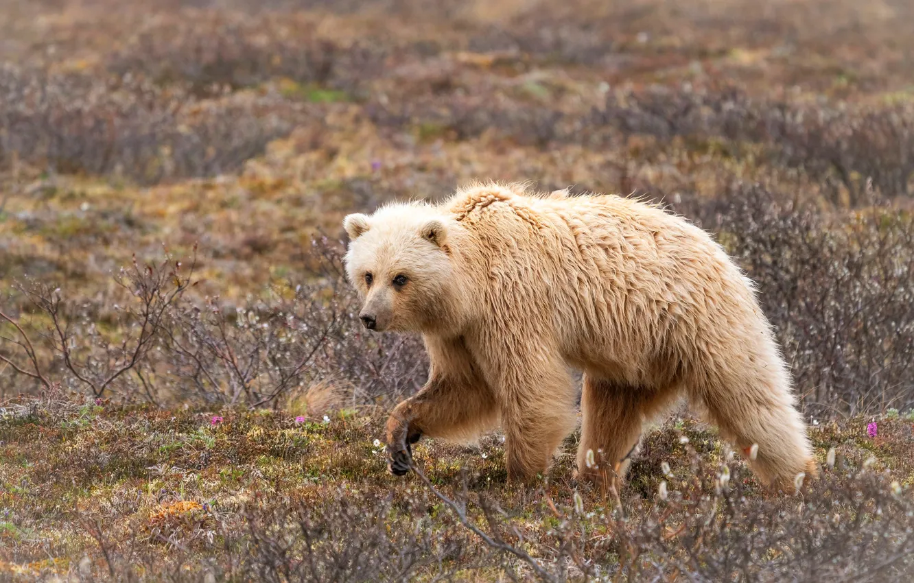 Photo wallpaper field, grass, look, pose, glade, bear, bear, the Kermode