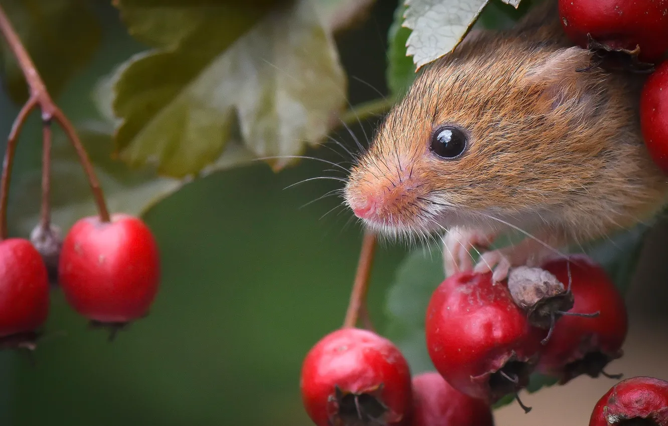 Photo wallpaper berries, mouse, muzzle, rodent, hawthorn