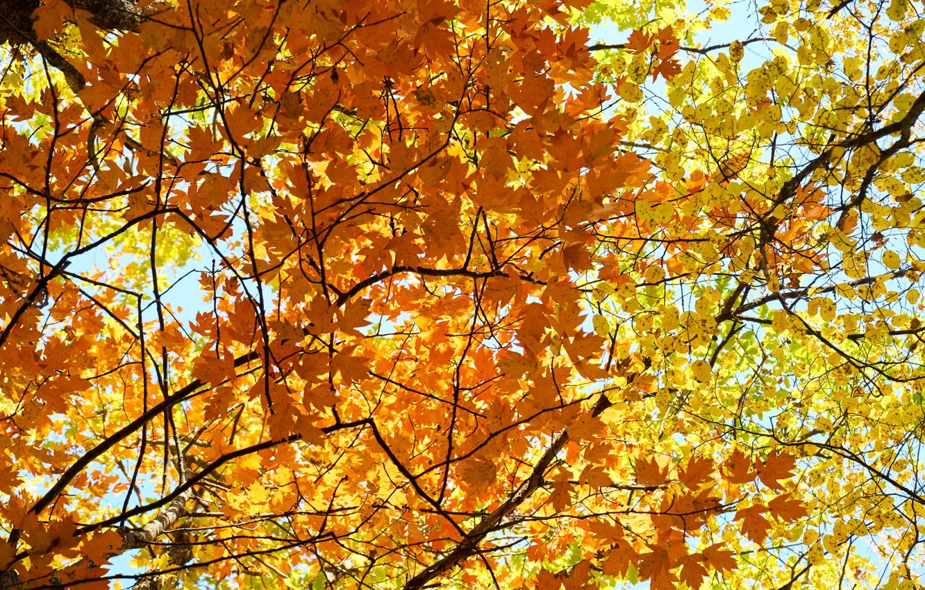 Photo wallpaper autumn, leaves, colorful, maple, autumn, leaves, autumn, maple
