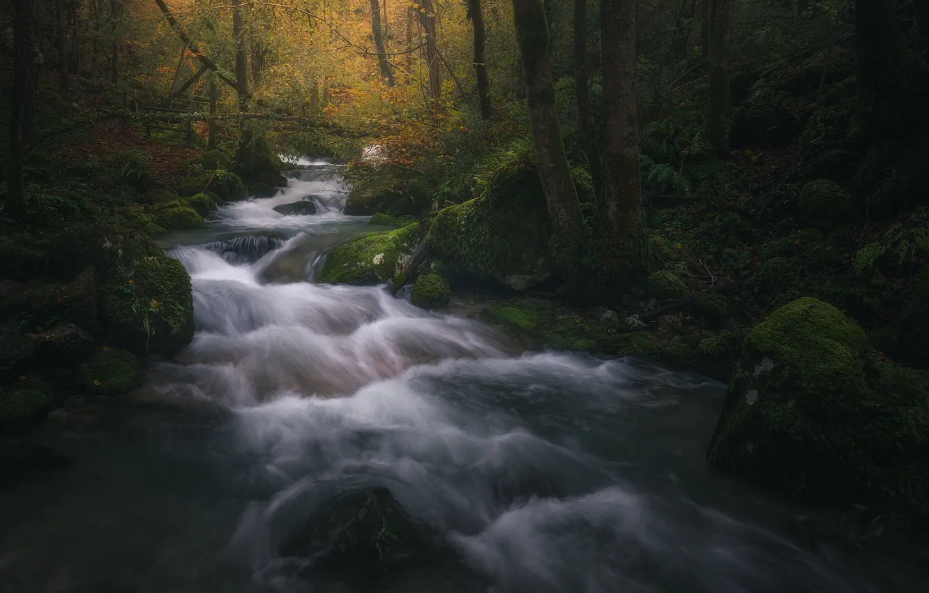Photo wallpaper forest, nature, river, stream
