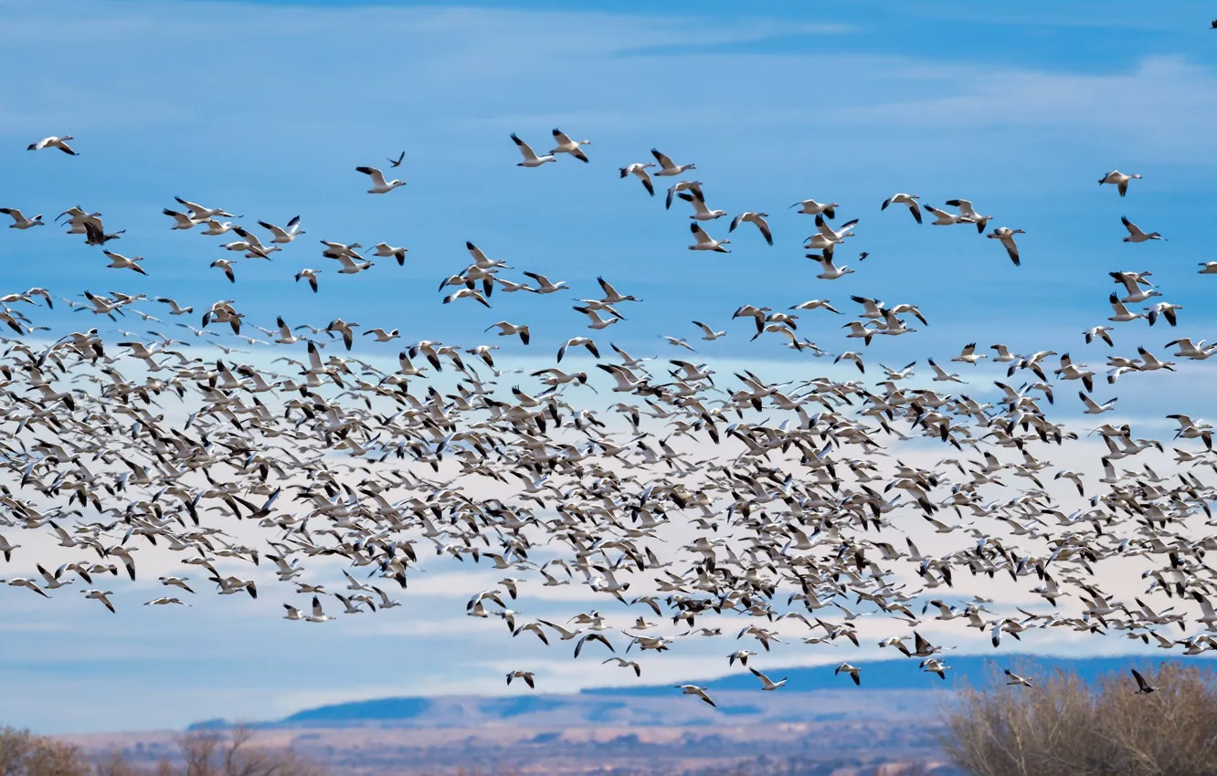 Photo wallpaper flight, birds, pack, geese