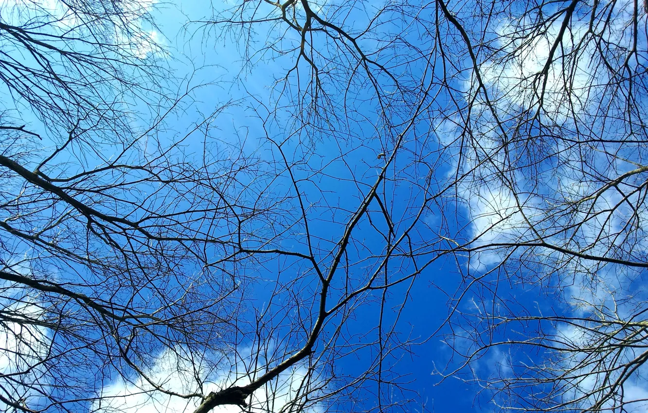Photo wallpaper sky, cloud, tree, Iran, saravan
