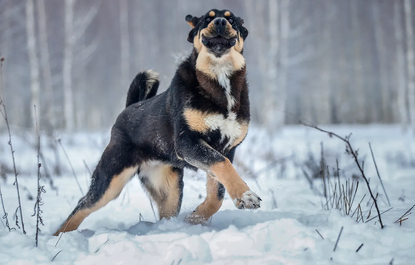 Photo wallpaper winter, snow, joy, smile, mood, dog, paws, walk