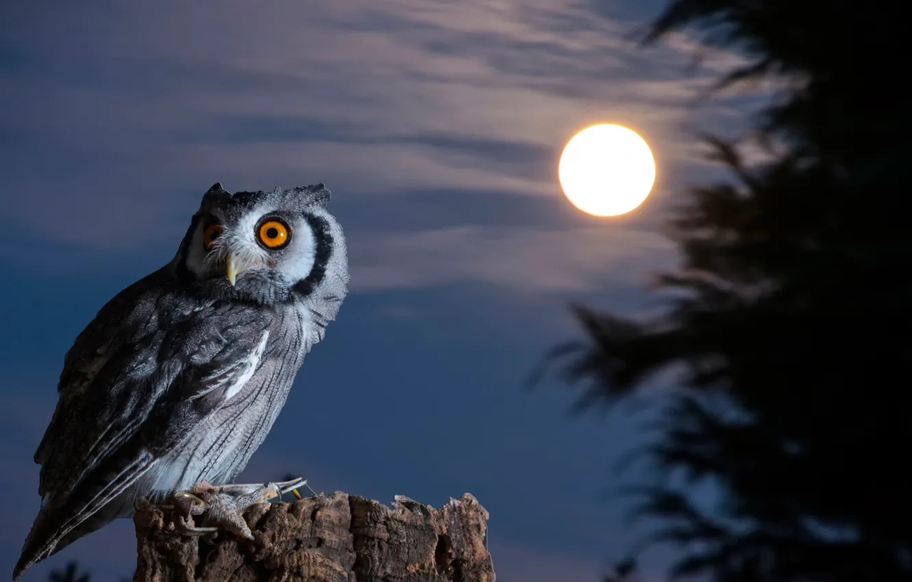 Photo wallpaper night, owl, bird, the moon