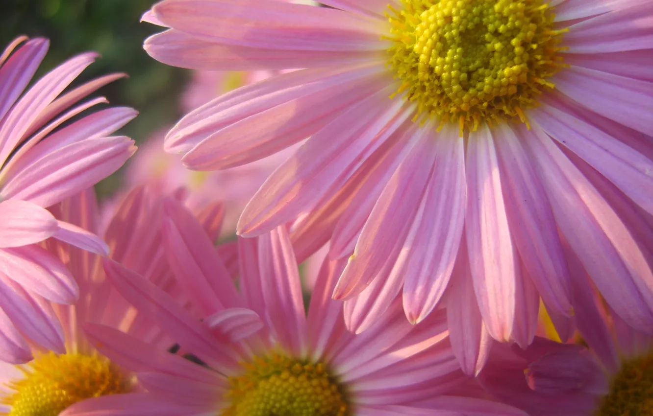 Photo wallpaper flowers, pink, flowers, Persian chamomile, Pyrethrum pink