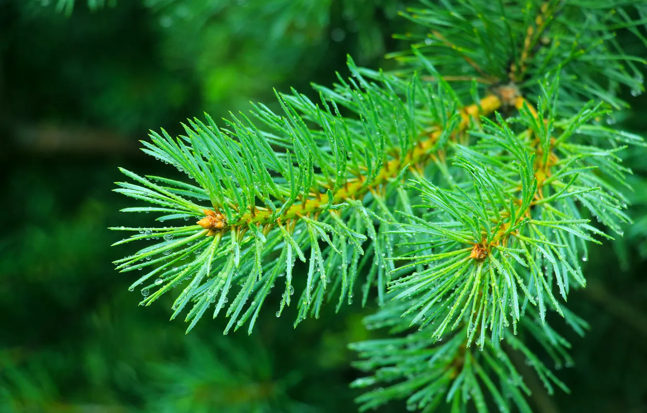 Photo wallpaper plant, pine, twig