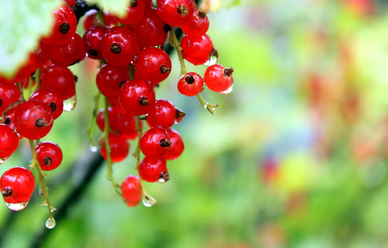 Photo wallpaper berries, red, Ross