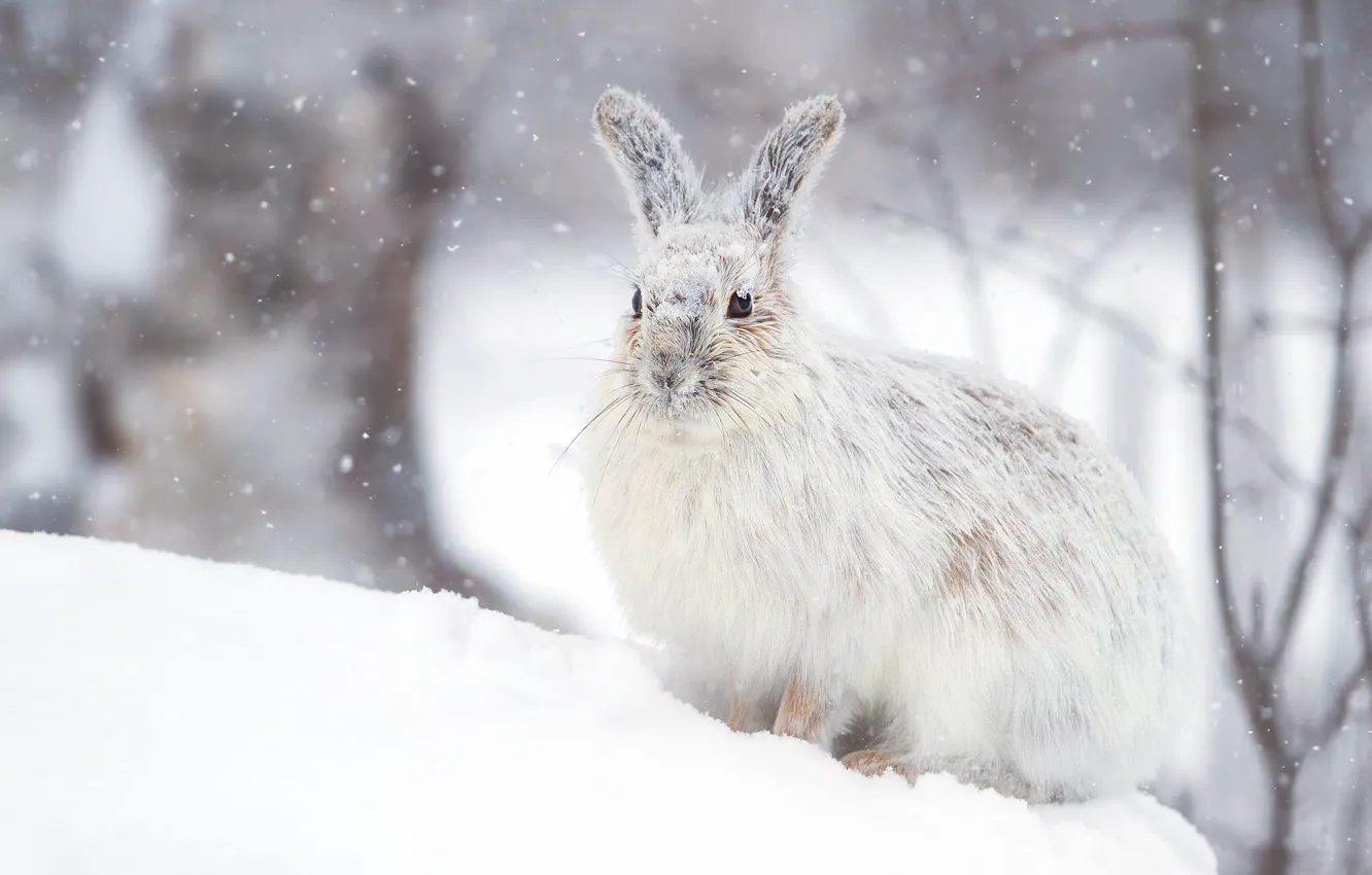 Photo wallpaper winter, white, look, snow, branches, nature, hare, slope