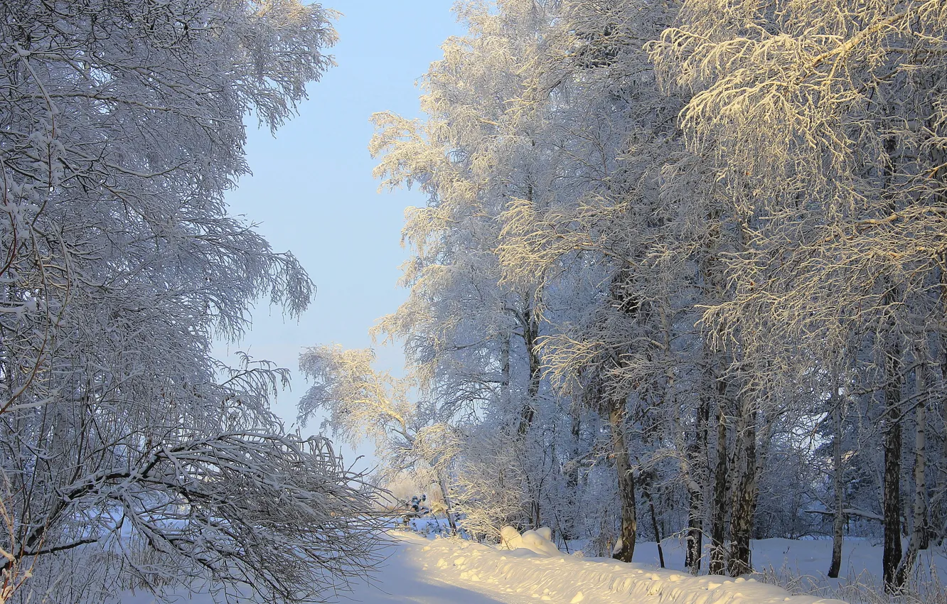 Photo wallpaper winter, the sun, snow, trees, nature, photo