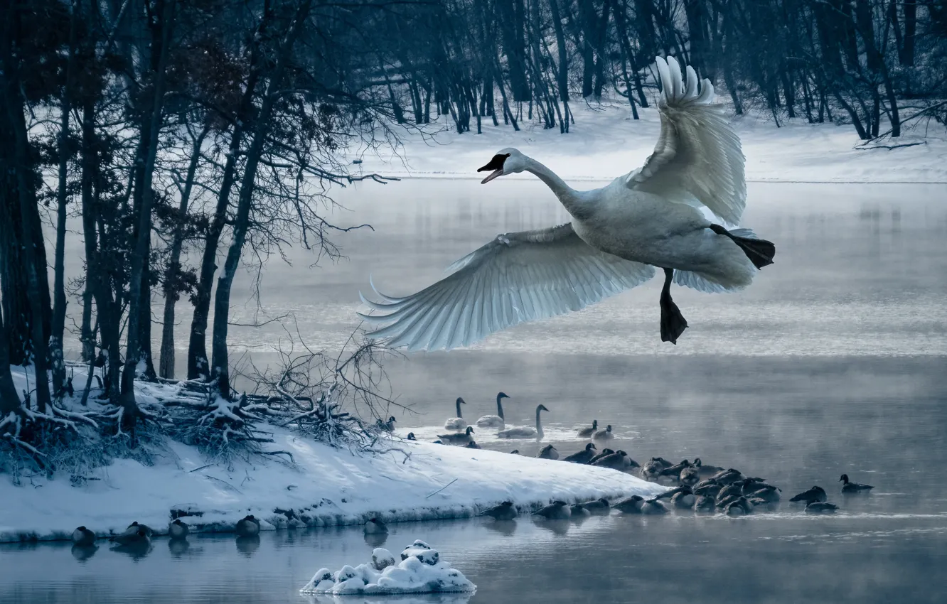 Photo wallpaper winter, forest, snow, trees, flight, branches, fog, lake