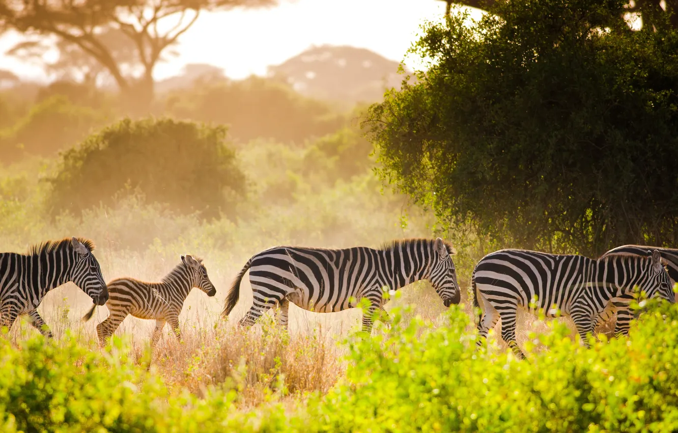 Photo wallpaper green, light, animals, Africa, safari, zebra, wildlife, travel