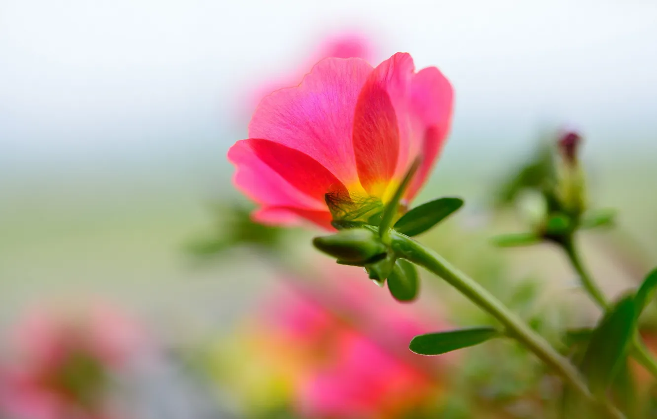 Photo wallpaper macro, flowers, nature