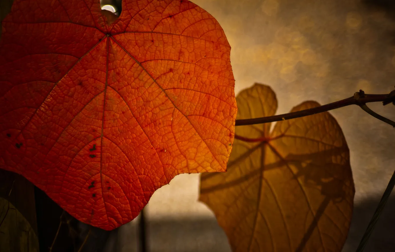 Photo wallpaper autumn, macro, foliage
