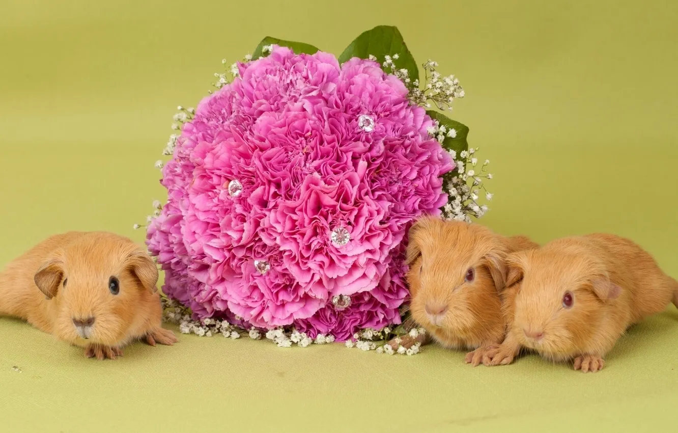 Photo wallpaper flowers, bouquet, Guinea pigs