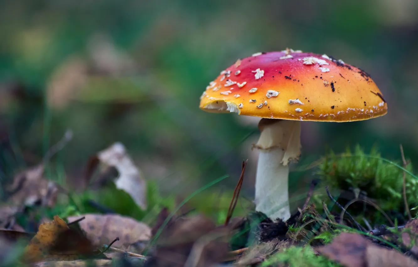 Photo wallpaper grass, macro, orange, nature, earth, mushrooms, moss, mushroom