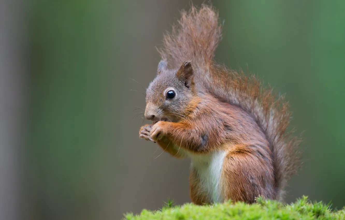 Photo wallpaper nature, background, sweetheart, moss, protein, sitting, ponytail, squirrel