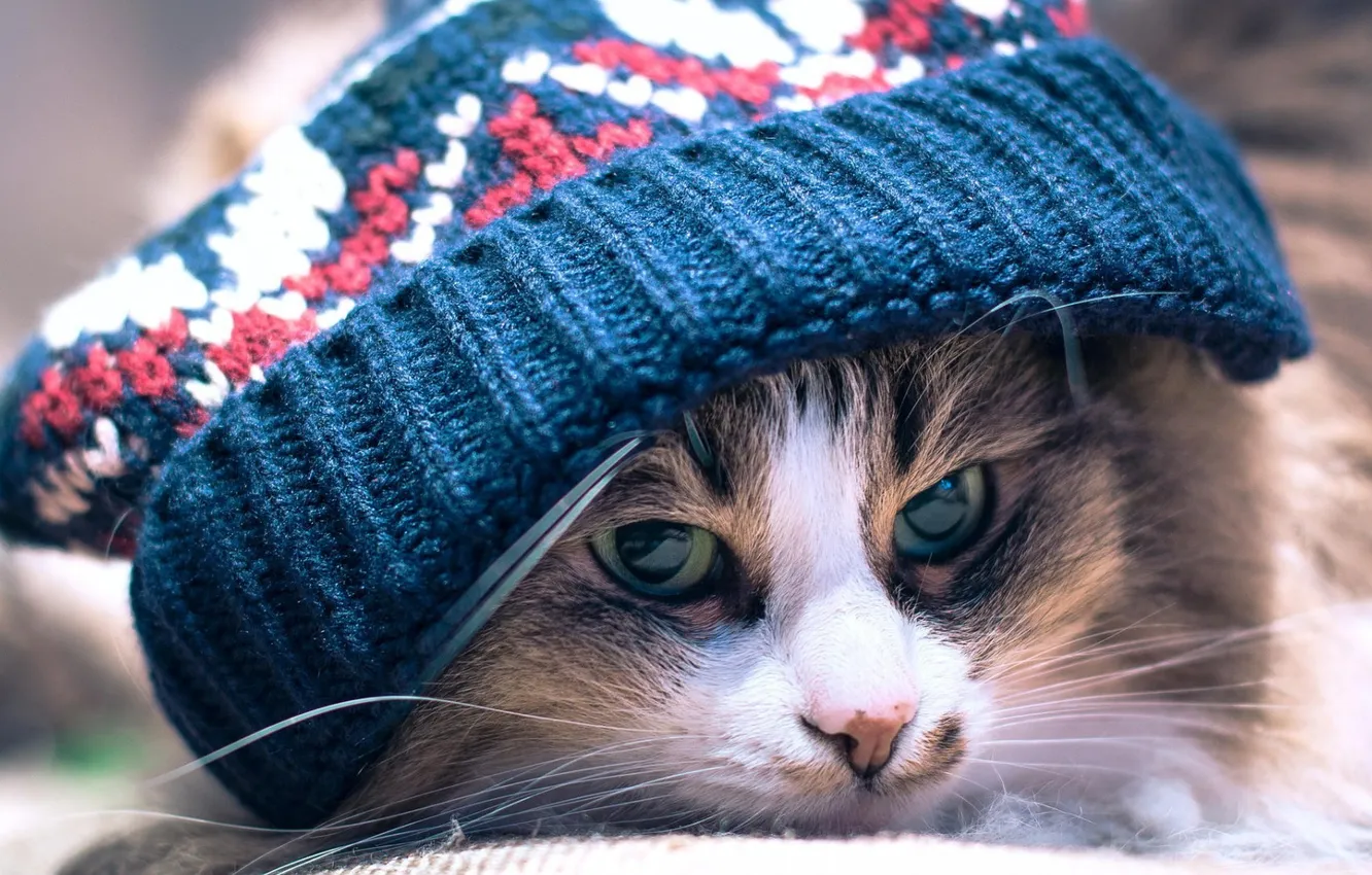 Photo wallpaper hat, eyes, Cat, animal, closeup, whiskers, depth of field, feline