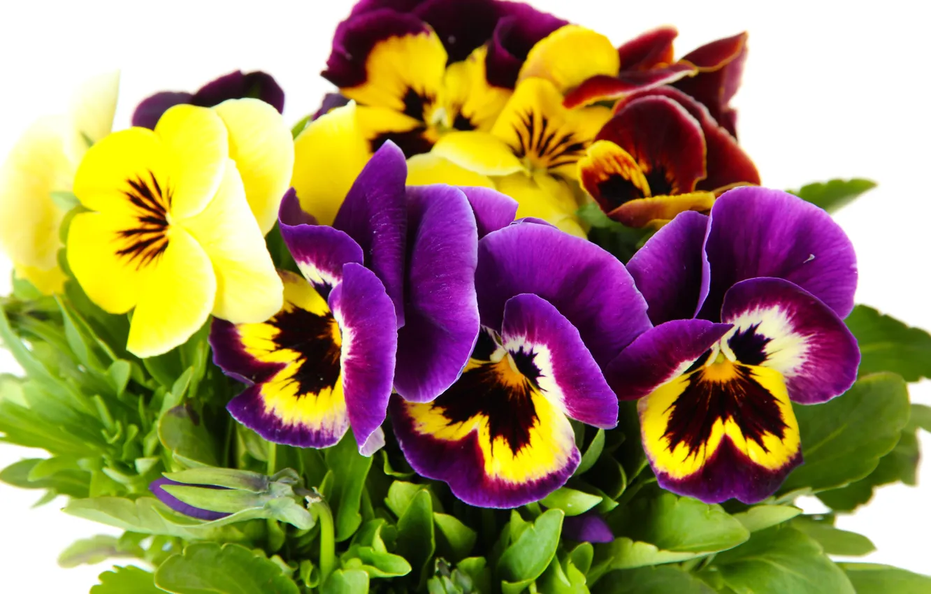 Photo wallpaper flowers, Pansy, yellow, garden, violet, white background, Viola