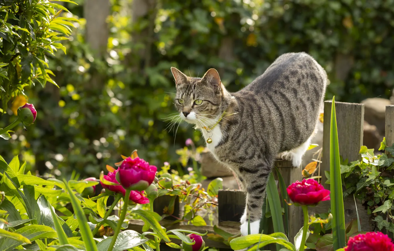 Photo wallpaper cat, summer, cat, flowers