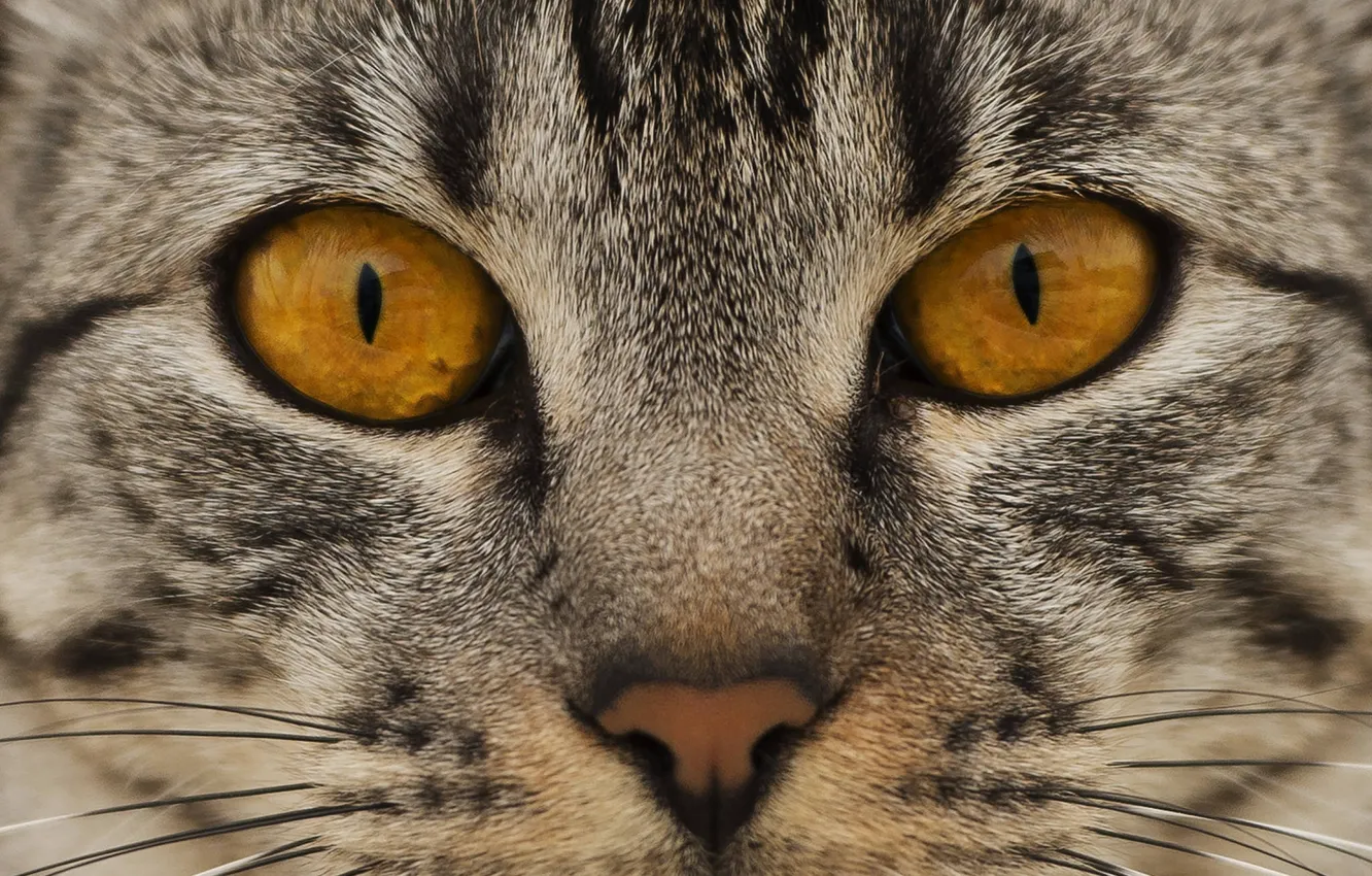 Photo wallpaper cat, eyes, cat, look, face, nose
