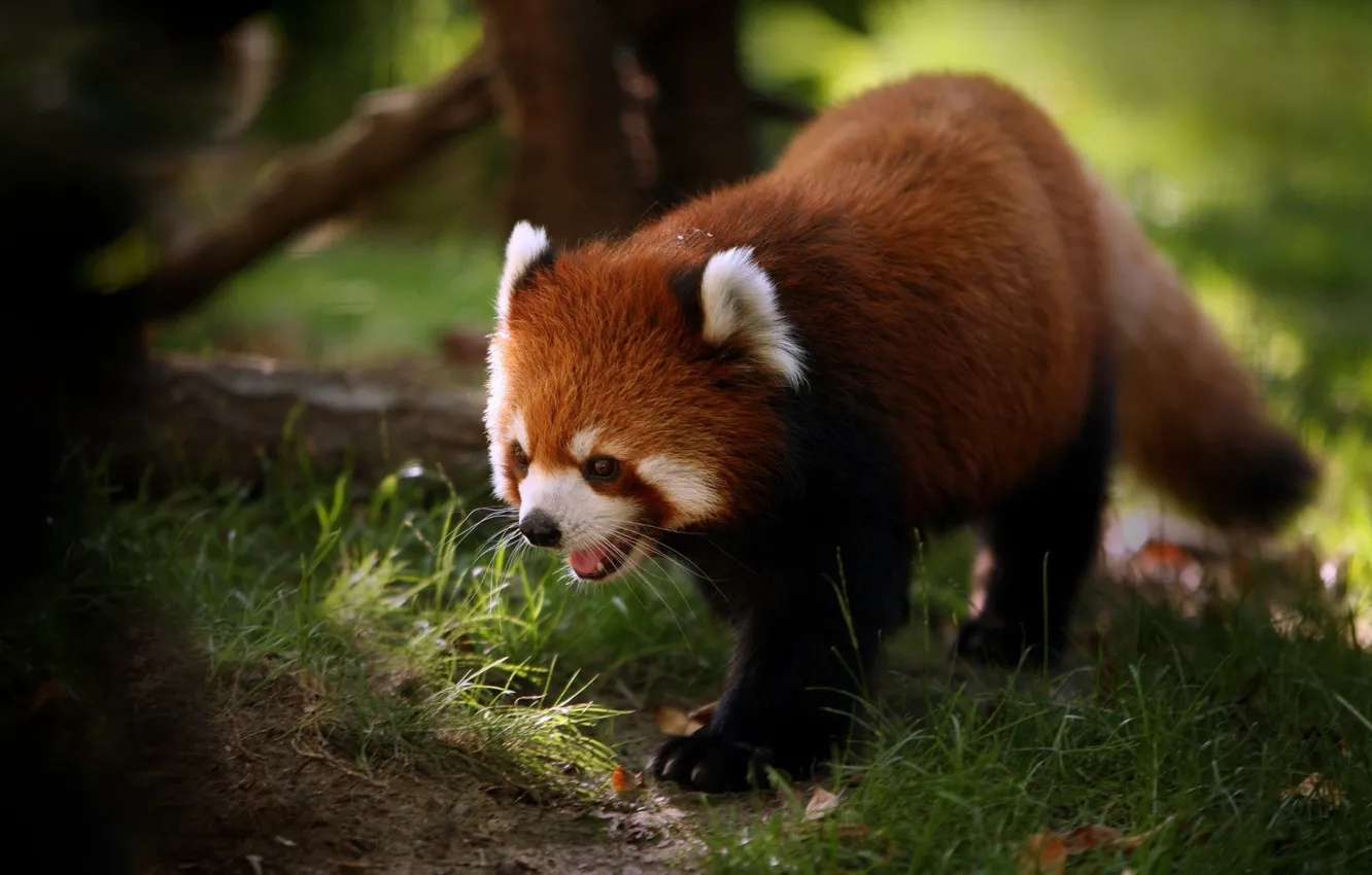 Photo wallpaper grass, red Panda