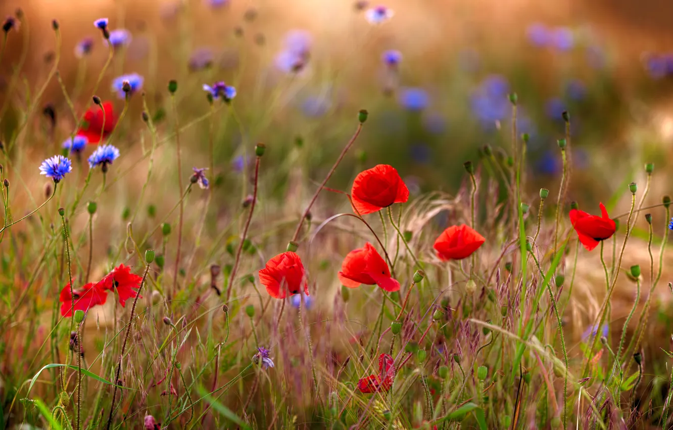 Photo wallpaper summer, rays, light, flowers, blue, red, Maki, meadow
