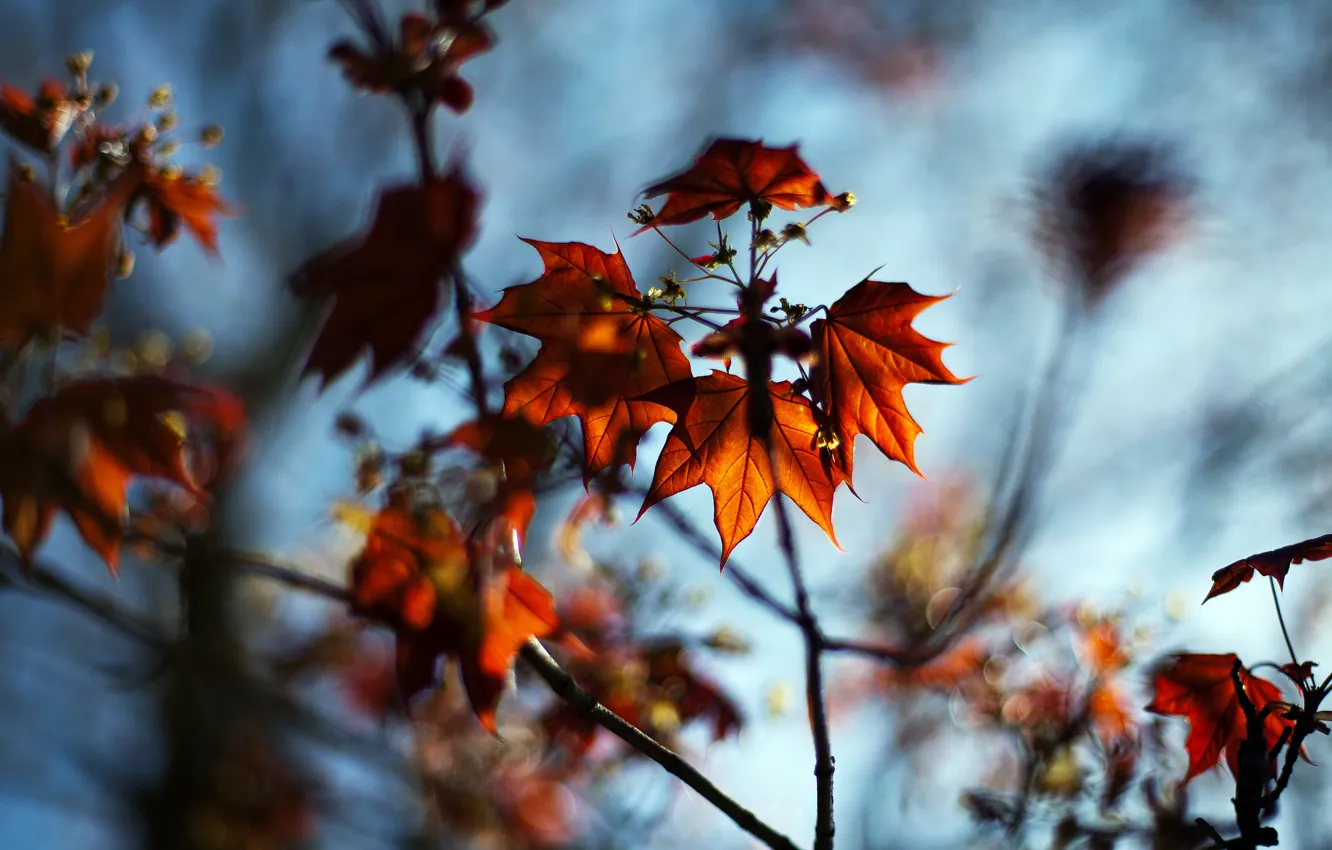 Photo wallpaper autumn, leaves, macro, nature, branch, blur, maple, bokeh