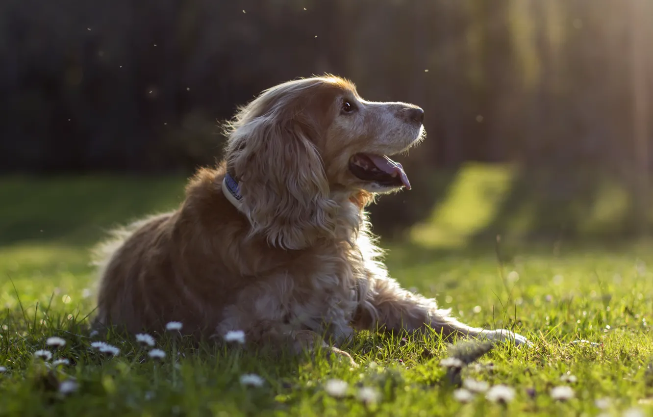 Photo wallpaper forest, grass, rays, flowers, glade, dog, puppy, profile