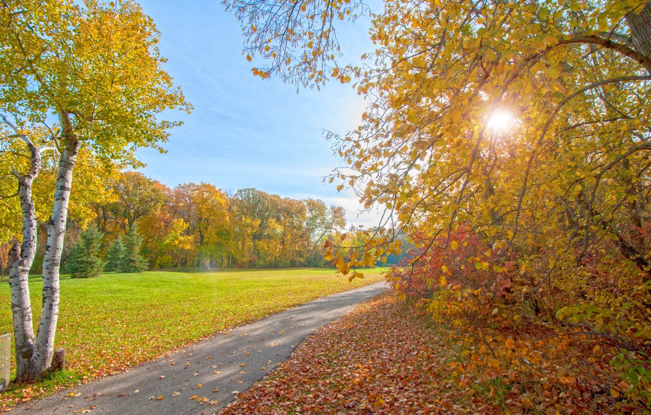 Photo wallpaper autumn, rays, light, trees, Park, track