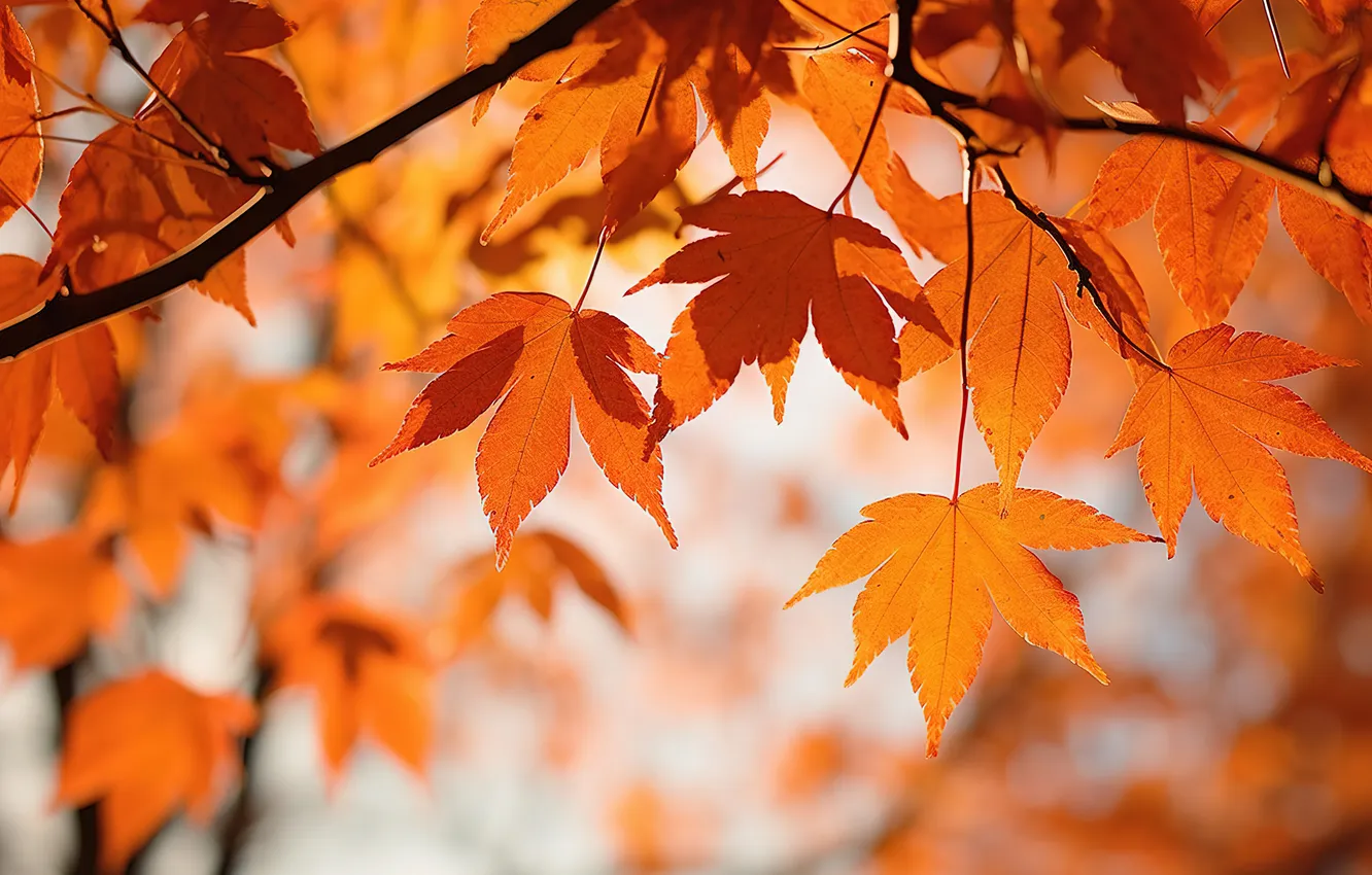 Photo wallpaper autumn, leaves, trees, background, colorful, autumn, leaves