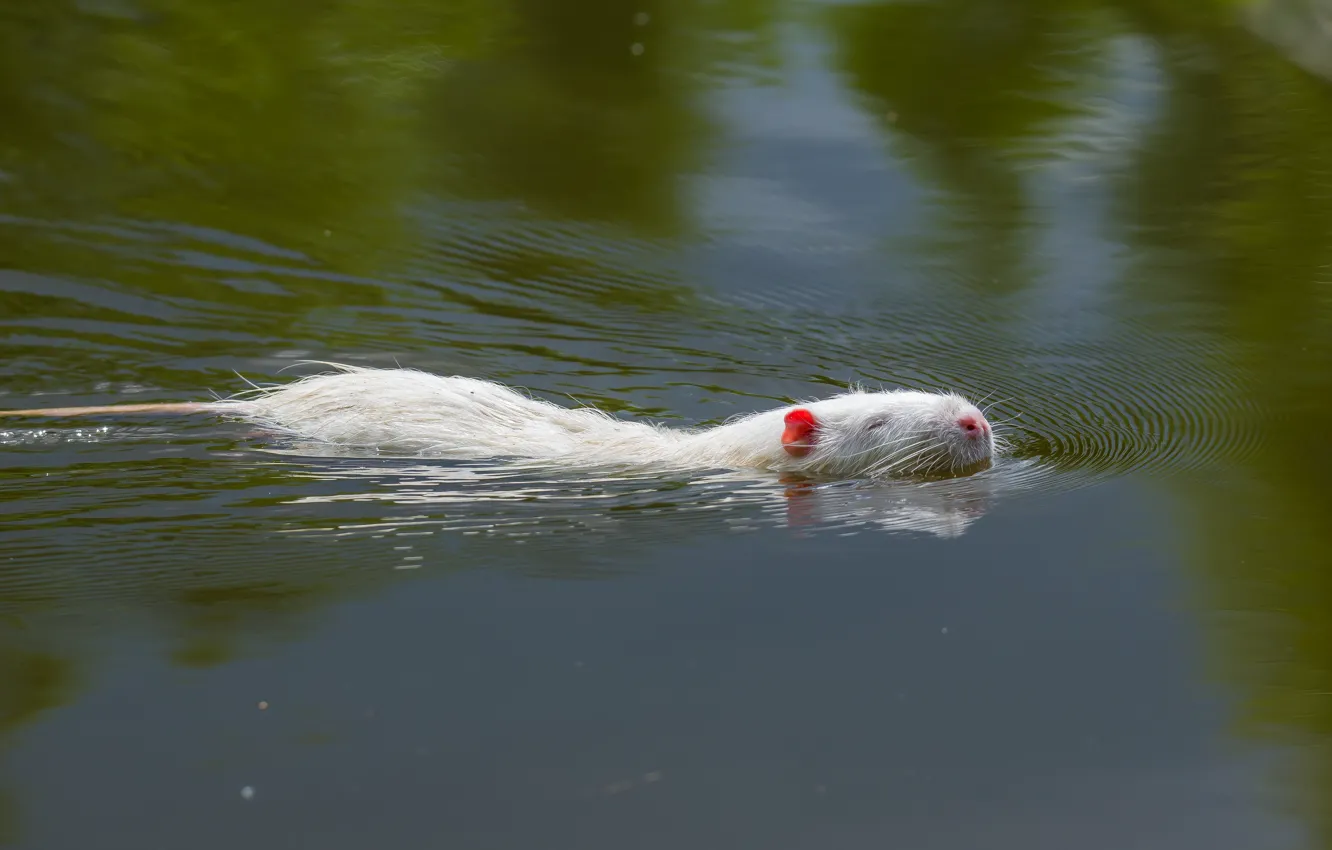Photo wallpaper lake, animal, floats, white nutria