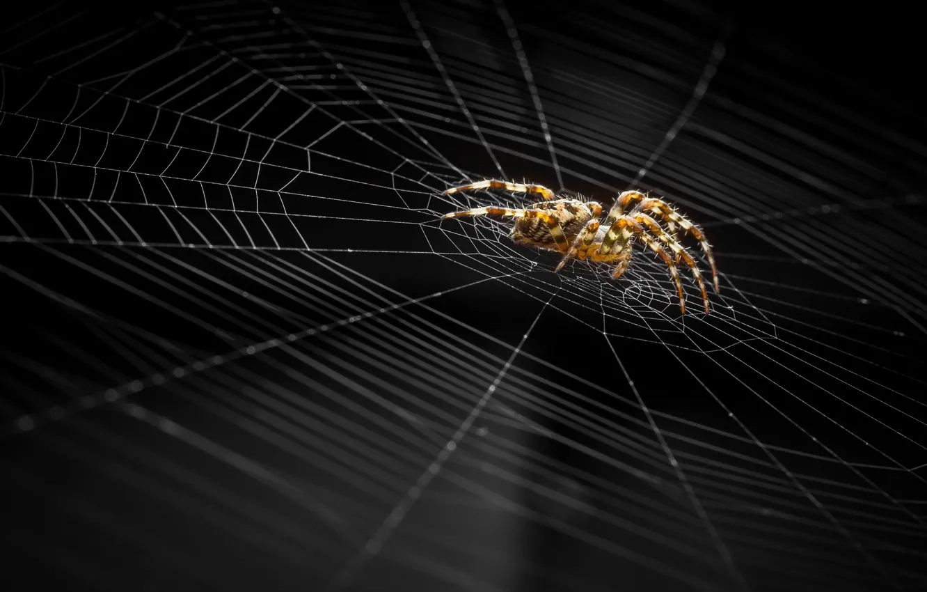 Photo wallpaper background, web, spider