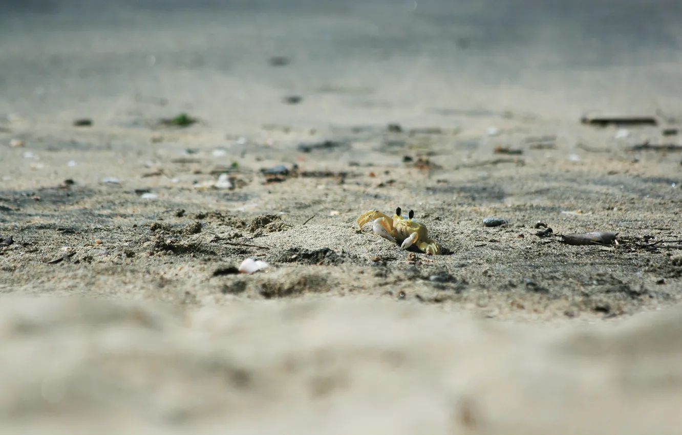 Photo wallpaper sand, beach, animal, crab