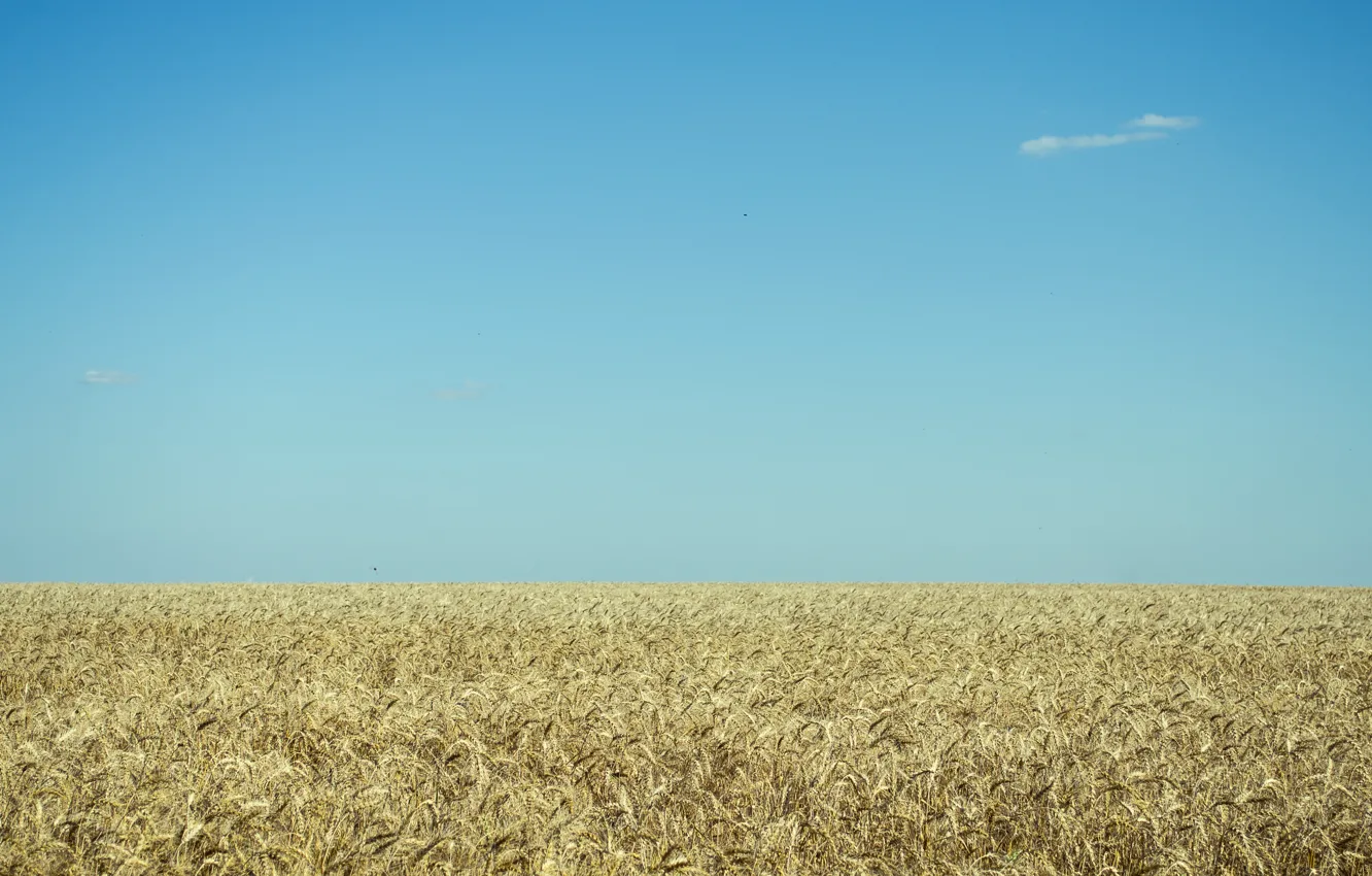 Photo wallpaper wheat, field, serenity, blue sky