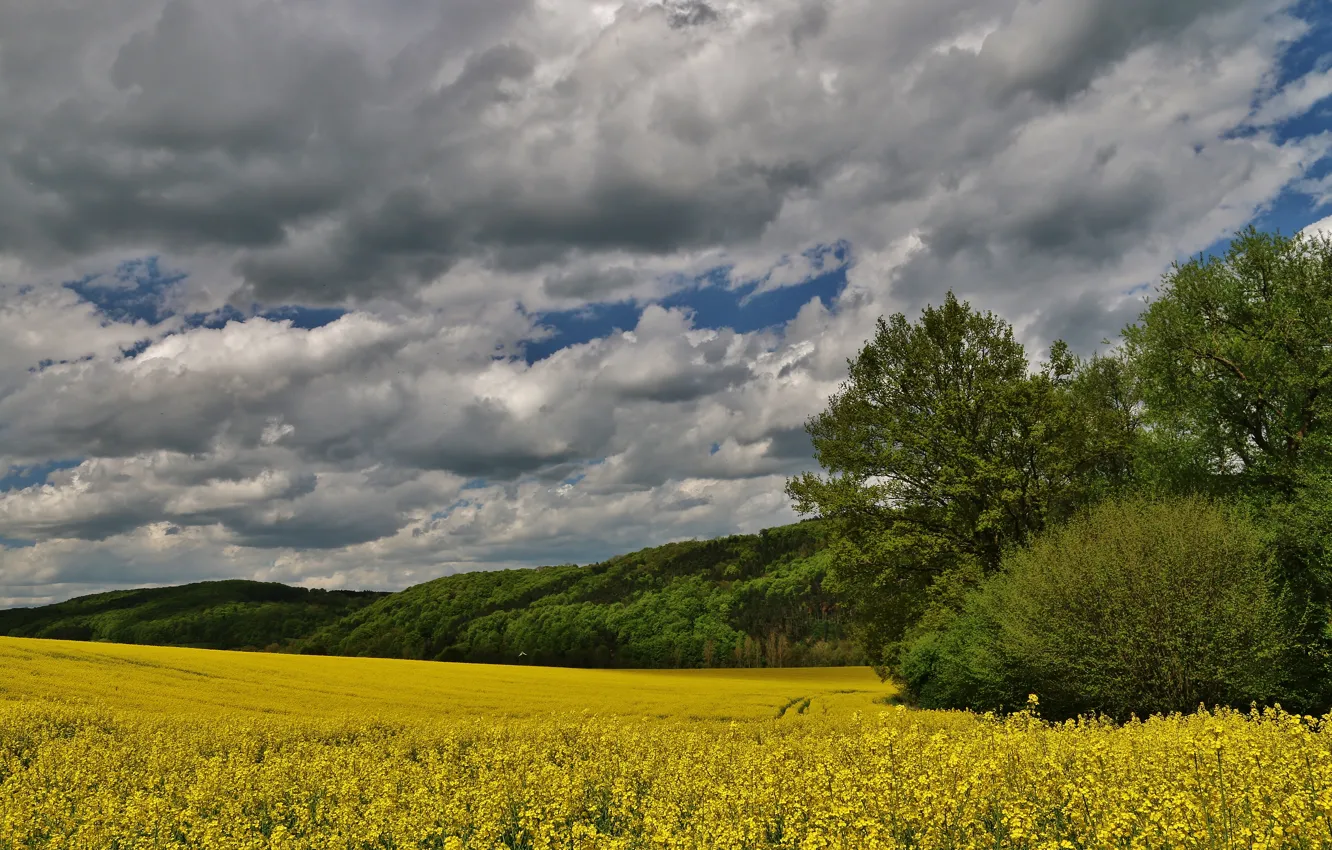 Photo wallpaper field, summer, the sky, clouds, trees, yellow, nature, the steppe