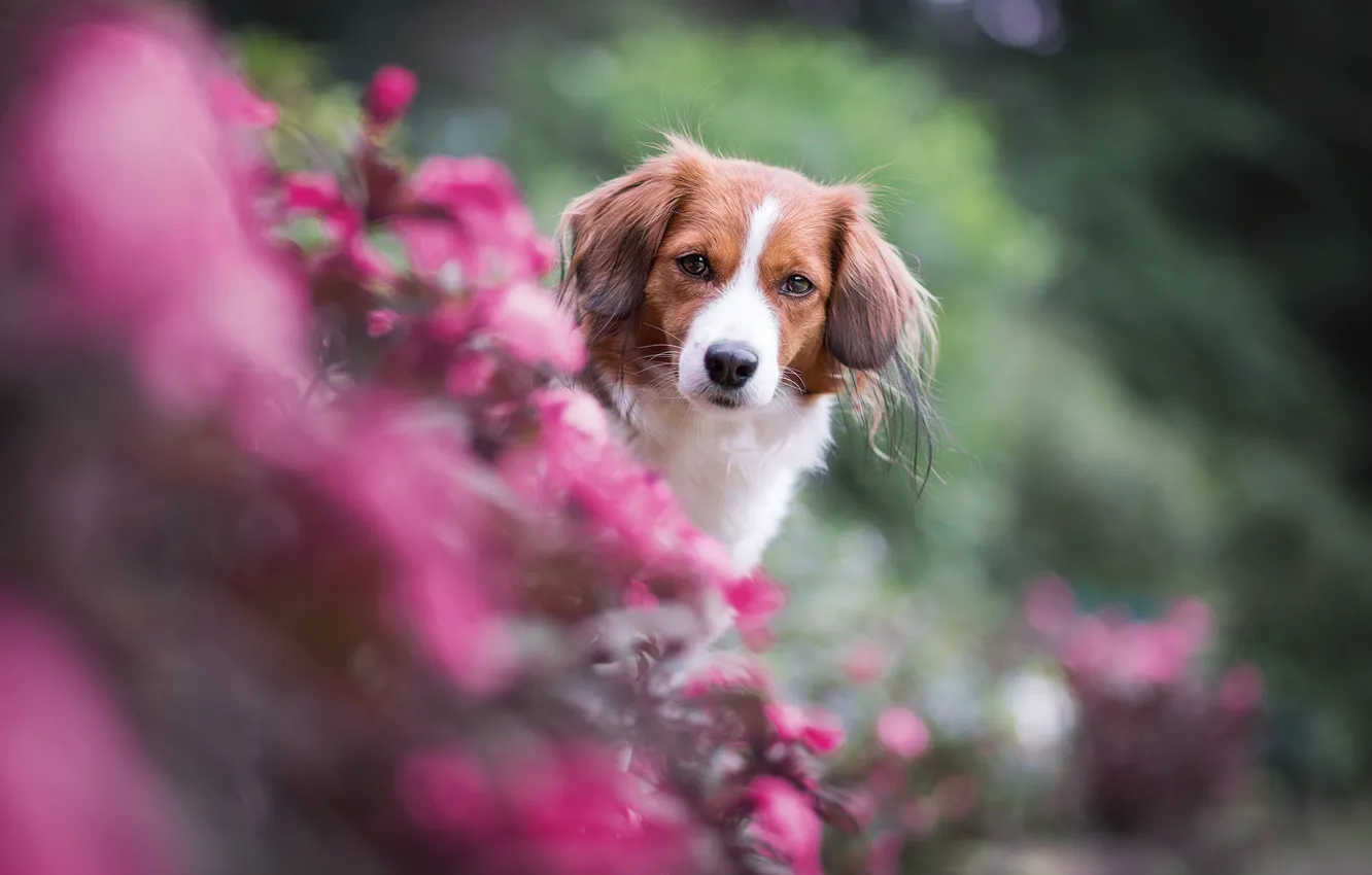 Photo wallpaper summer, look, face, flowers, nature, green, background, portrait
