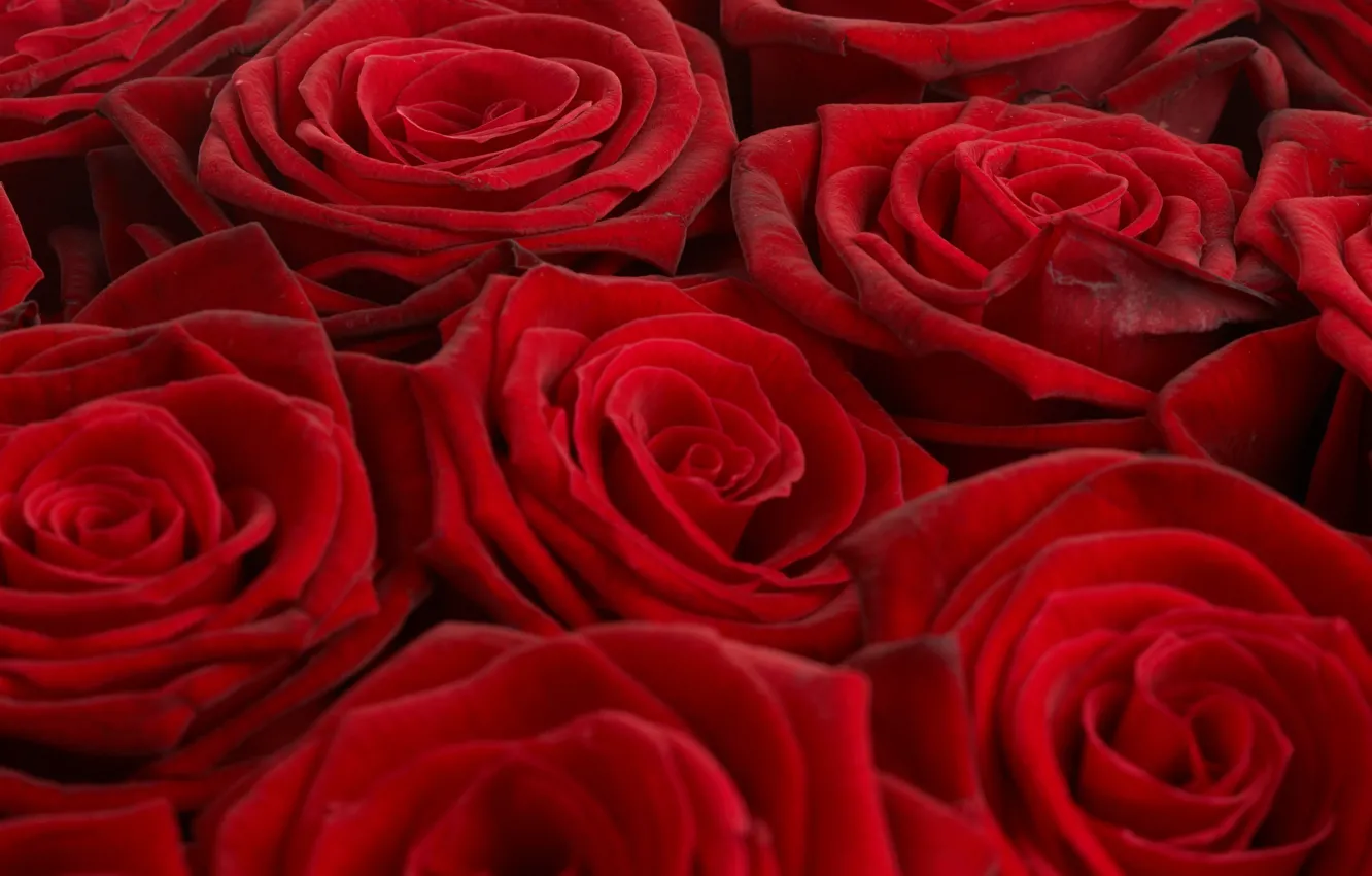 Photo wallpaper red, Wallpaper, roses, bouquet
