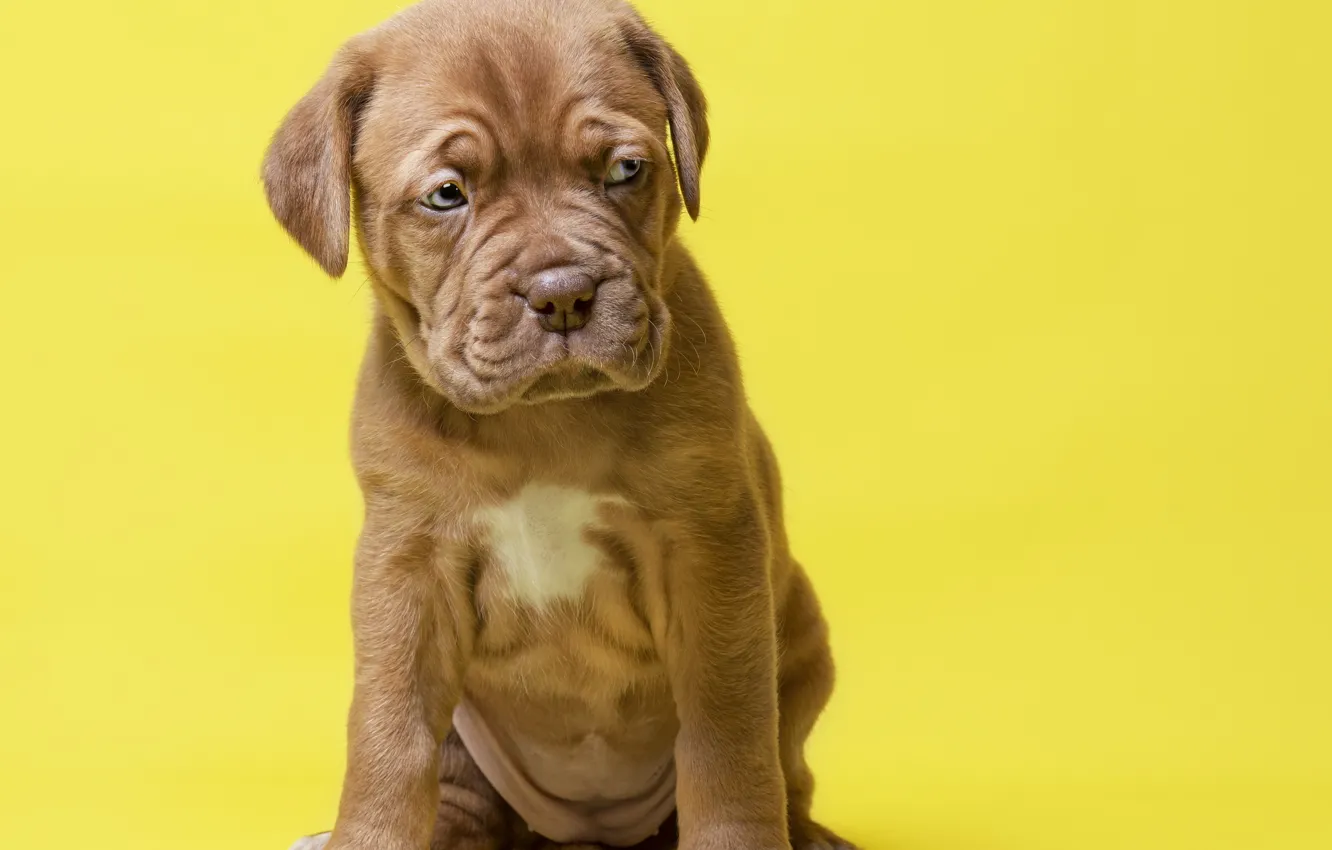Photo wallpaper pose, look, dog, french mastiff, puppy, background, baby, brown