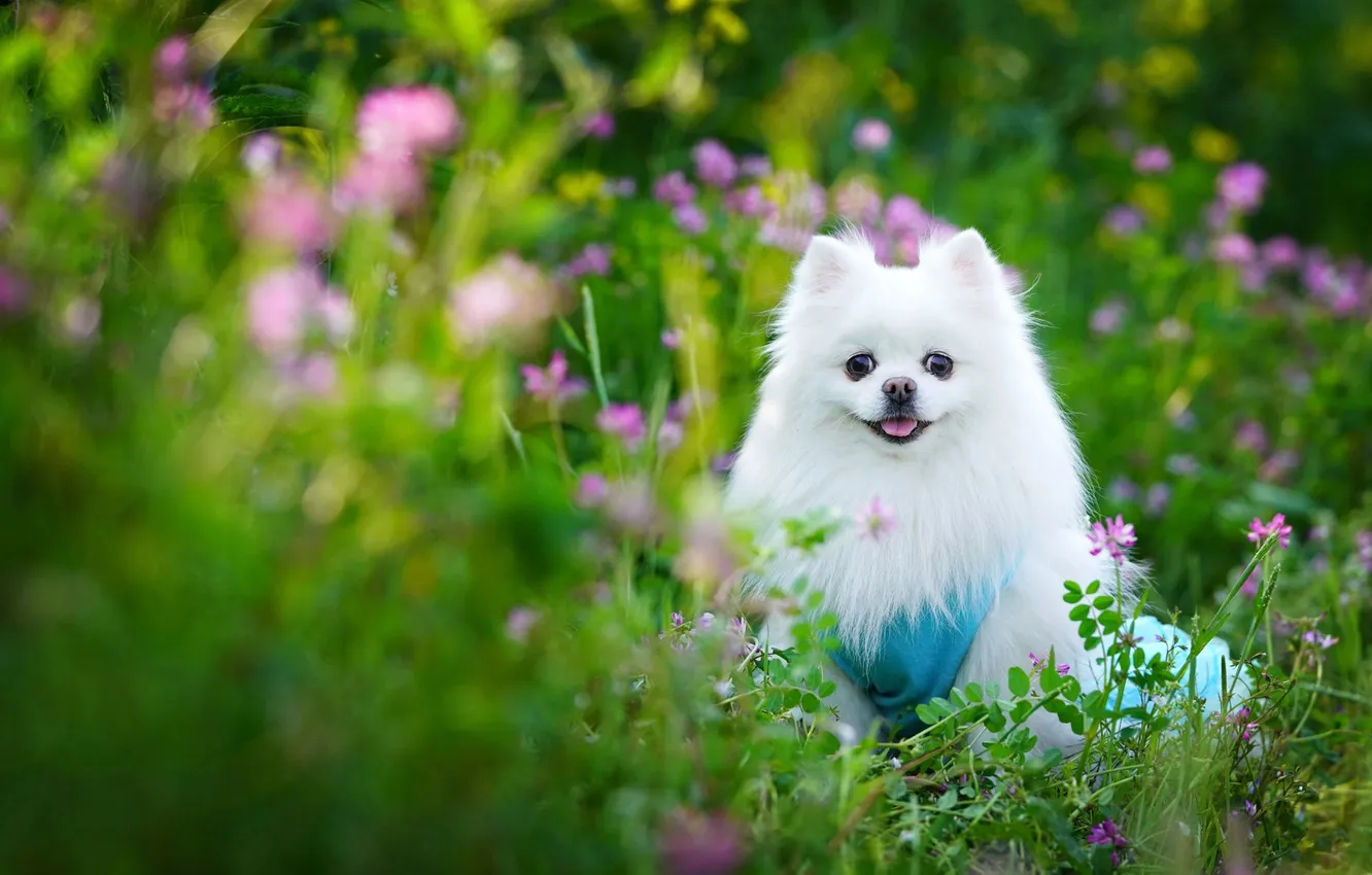 Photo wallpaper greens, language, white, summer, look, flowers, nature, pose