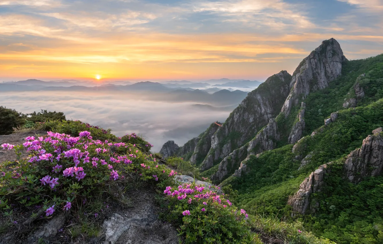 Photo wallpaper the sky, the sun, flowers, mountains, fog, stones, rocks, dawn