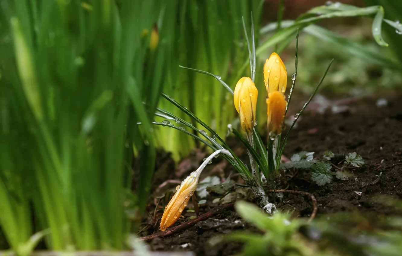 Photo wallpaper drops, flowers, yellow, crocuses