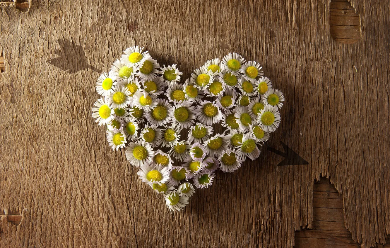 Photo wallpaper love, flowers, background, heart, Board, chamomile, texture, arrows