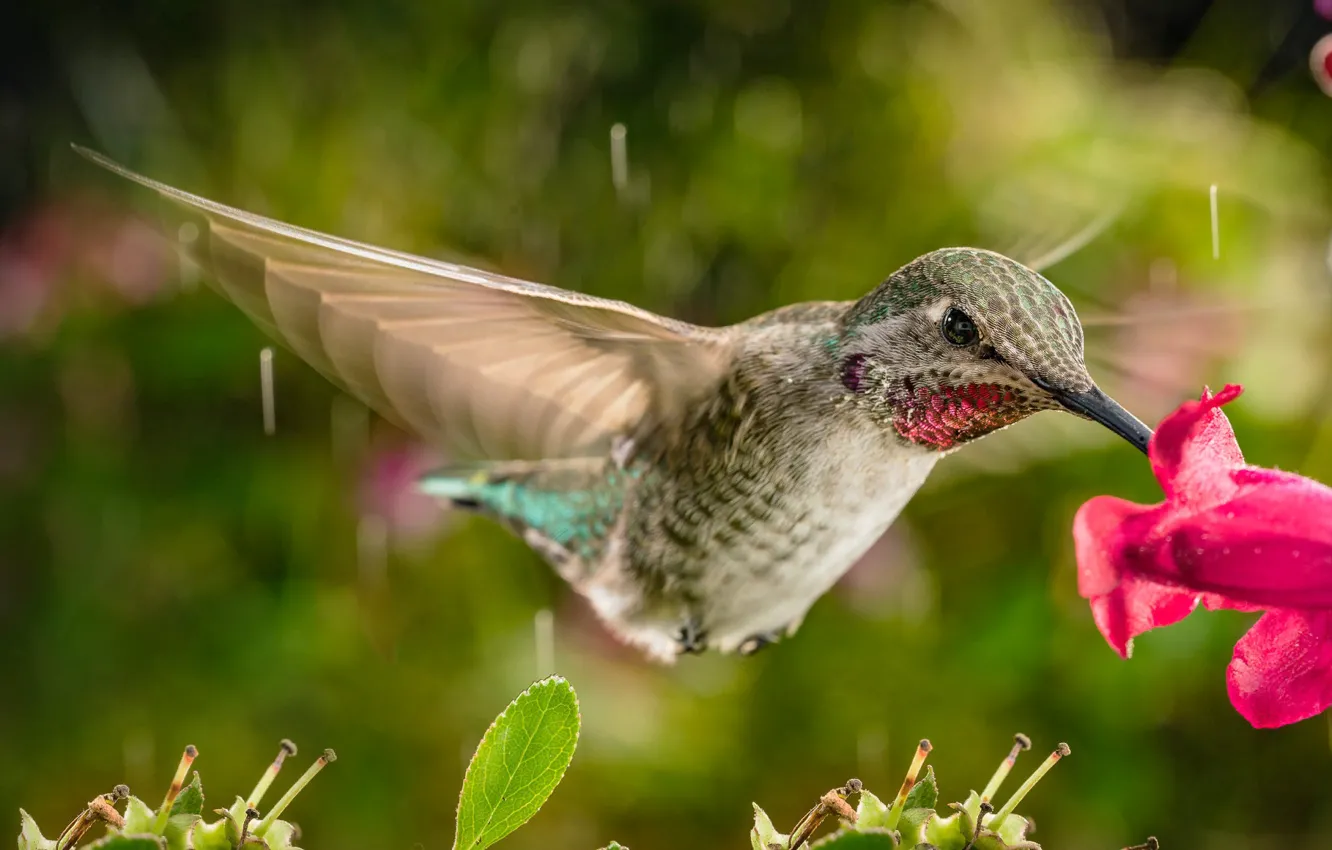 Photo wallpaper flight, flowers, rain, Hummingbird, bird, William Lee