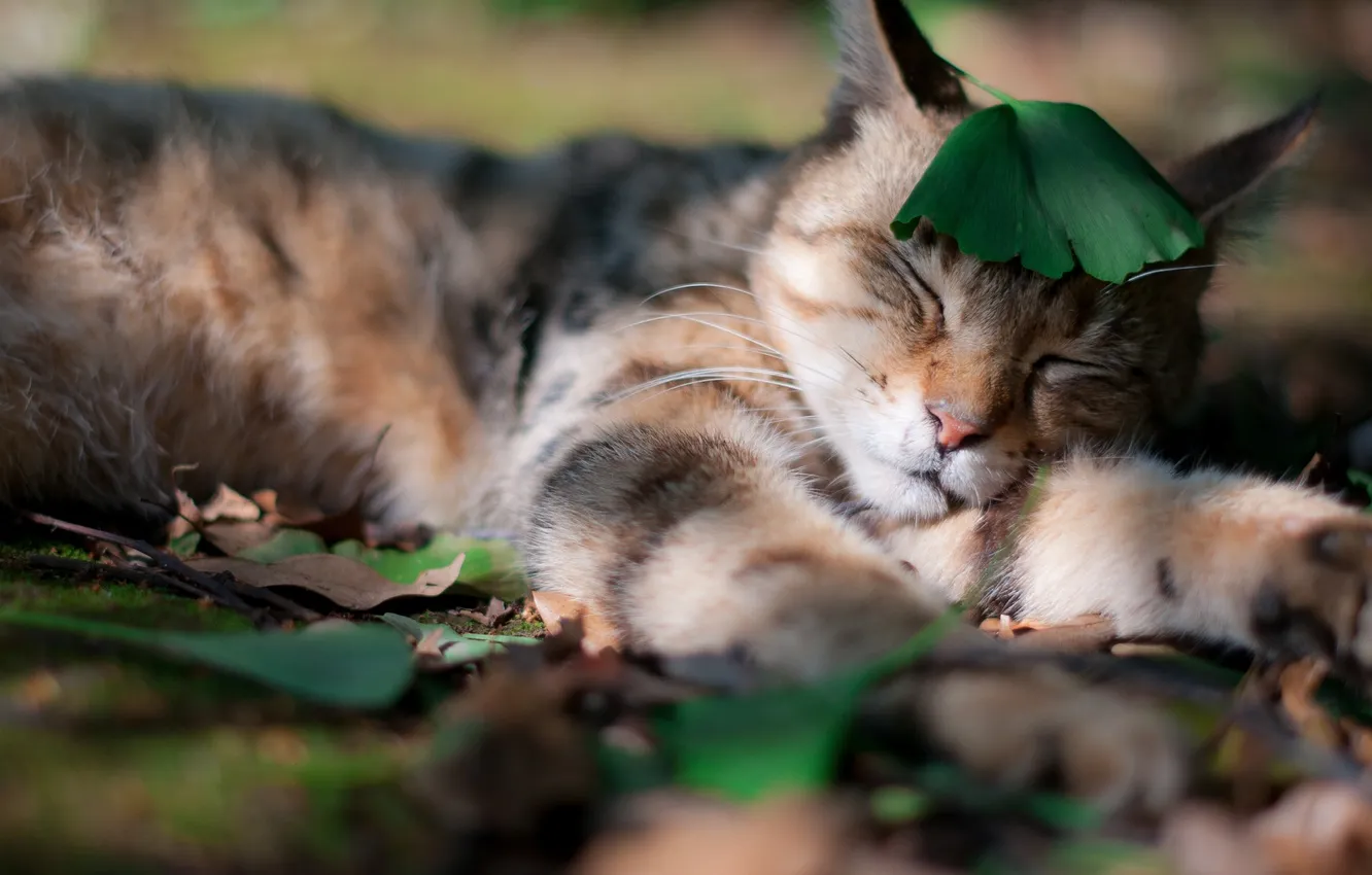 Photo wallpaper grass, cat, mustache, leaves, nature, sleep, shadow, paws