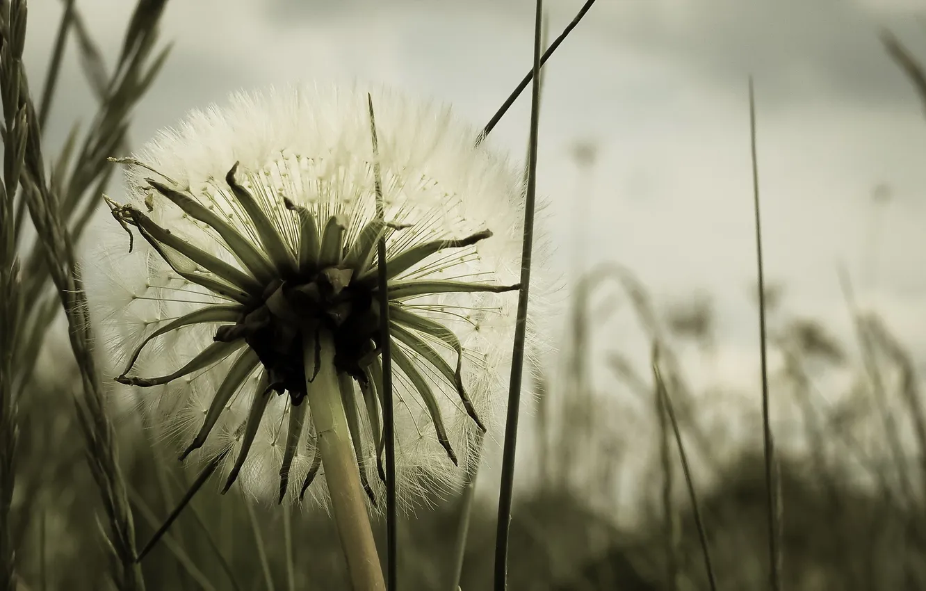 Photo wallpaper macro, nature, dandelion